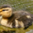 quack2quack