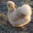 Sweetly Silkies