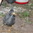 chickenpicker32