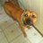 PitbullChick