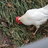 mychicks-char12