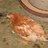 backyardbitty13