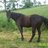 horsesgot6