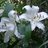 Gardengirrrl