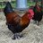 nhchickenfarmer