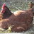 123ChickenFeed