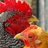 Tylers Chickens