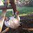 canadian flocks