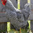 CTchicken117