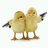 chickincorner