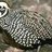 bobsbirds