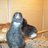 inmonkeyness