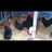 LACEYFARMS51
