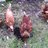 Morecambeclucks