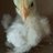 COsexychicks