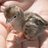 ZQUAIL