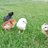 UrbanPHXChicks