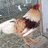 ChickidyChick