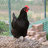 blackaustralorp