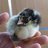 Farm Bird