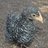 BRchickens775