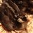 AA Chicks