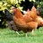 chickogolden