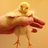 Chickosaurs