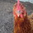 agary
