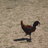 ChickenLuv726