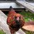 new2EEchickens