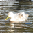 RouenDuck