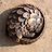 pangolin