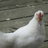 wildirishman64