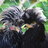 flightlessbird