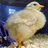 1cheepchick