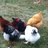 Corgiman