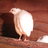 quail lover2440