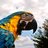 parrotmama
