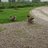 harlandpoultry