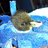 BabyDuckies