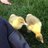 luvmygeese