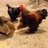 Chickenlover104