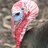 wildturkey035