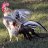 BarkingChickens