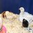 Chickory Chick