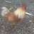 Chicken Nut