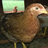 Props4Chicks