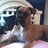 pekinduck03