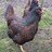 barnevelder